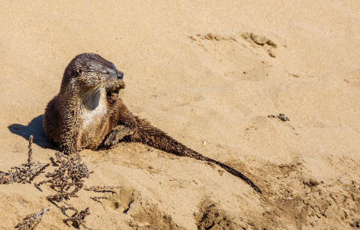 Animals - ML646387259