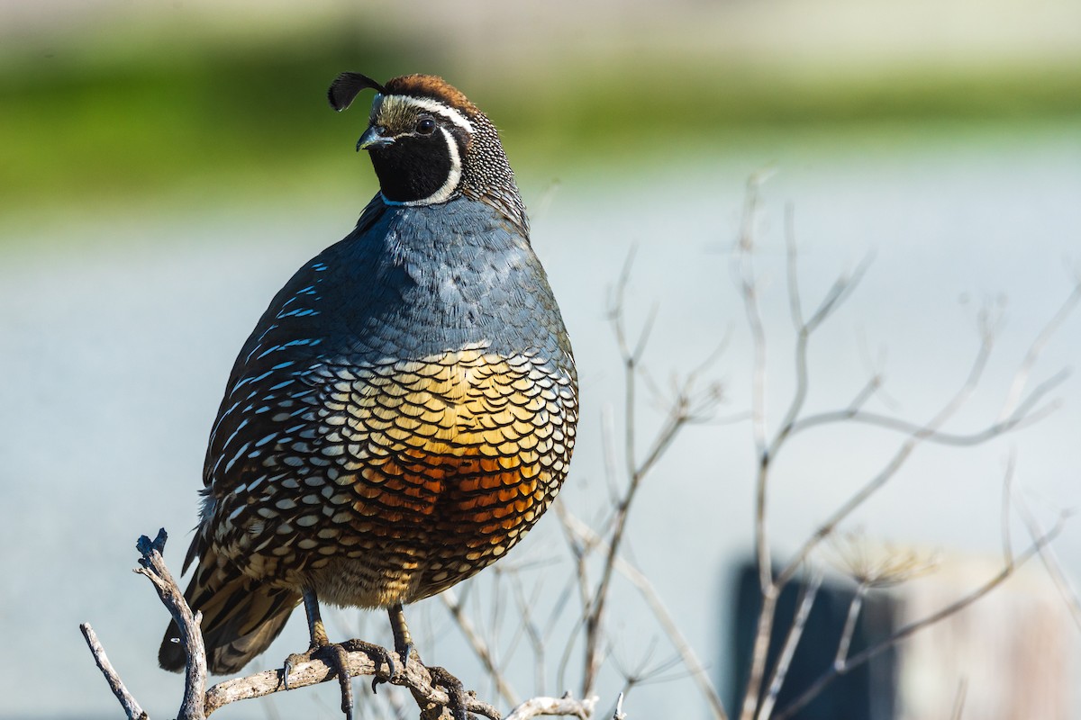 kaliforniavaktel - ML646387260