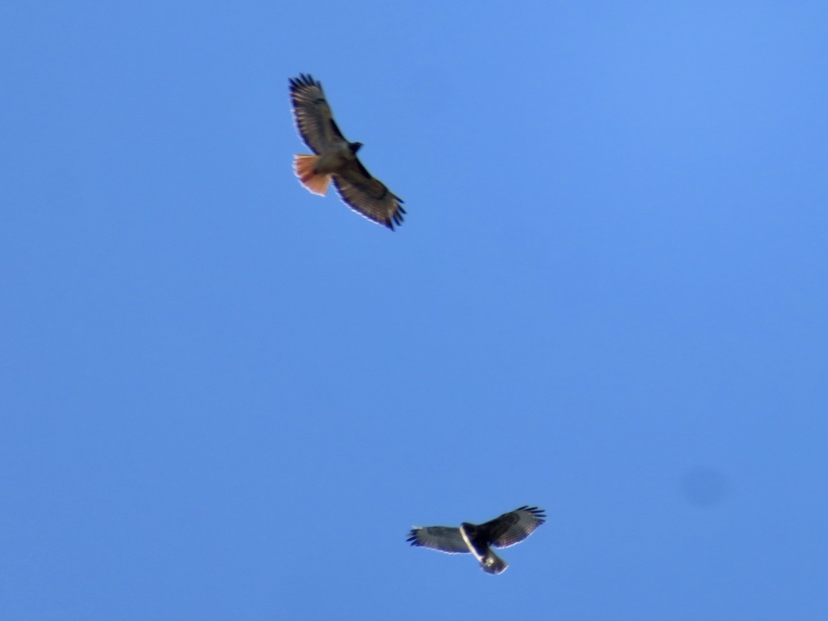 Red-tailed Hawk - ML646387261