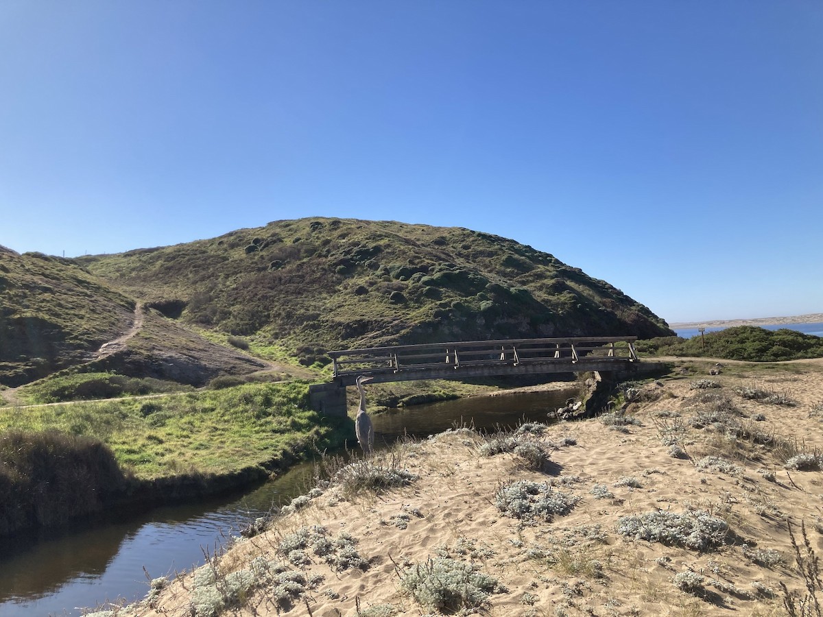 Great Blue Heron - ML646387262