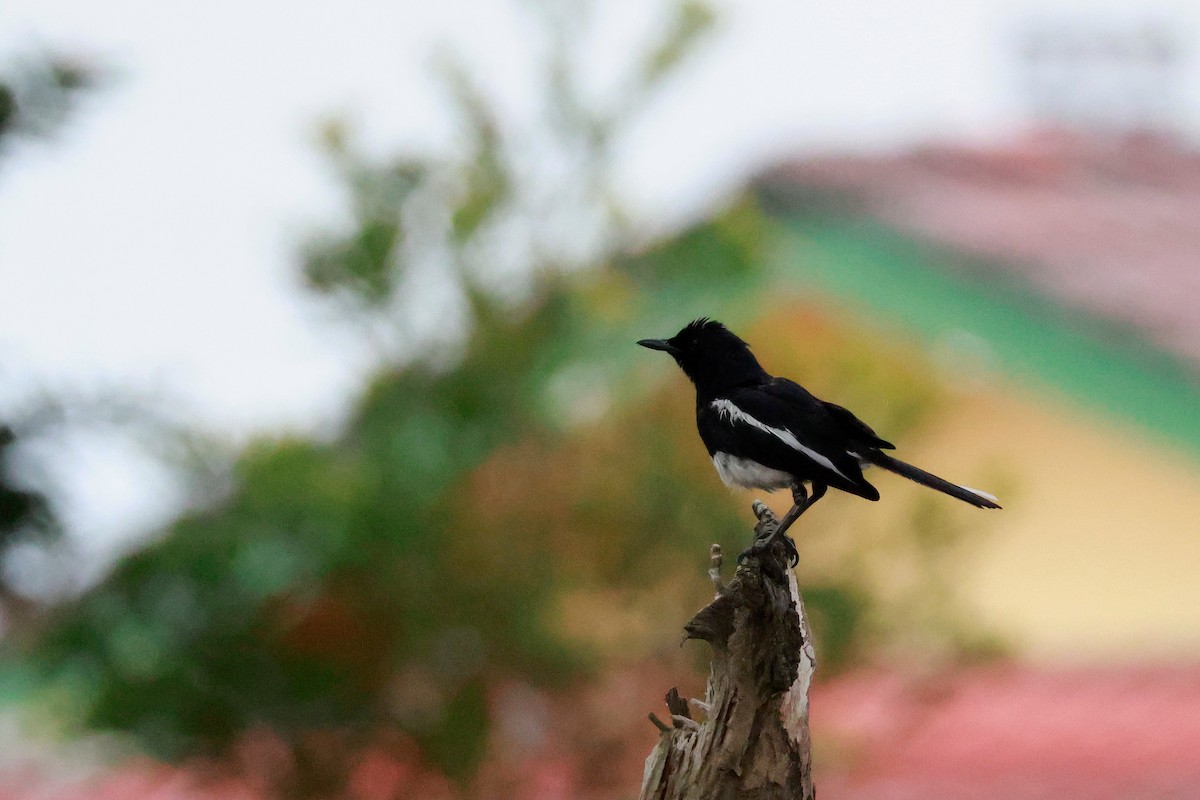 orientskjæreskvett - ML646387263