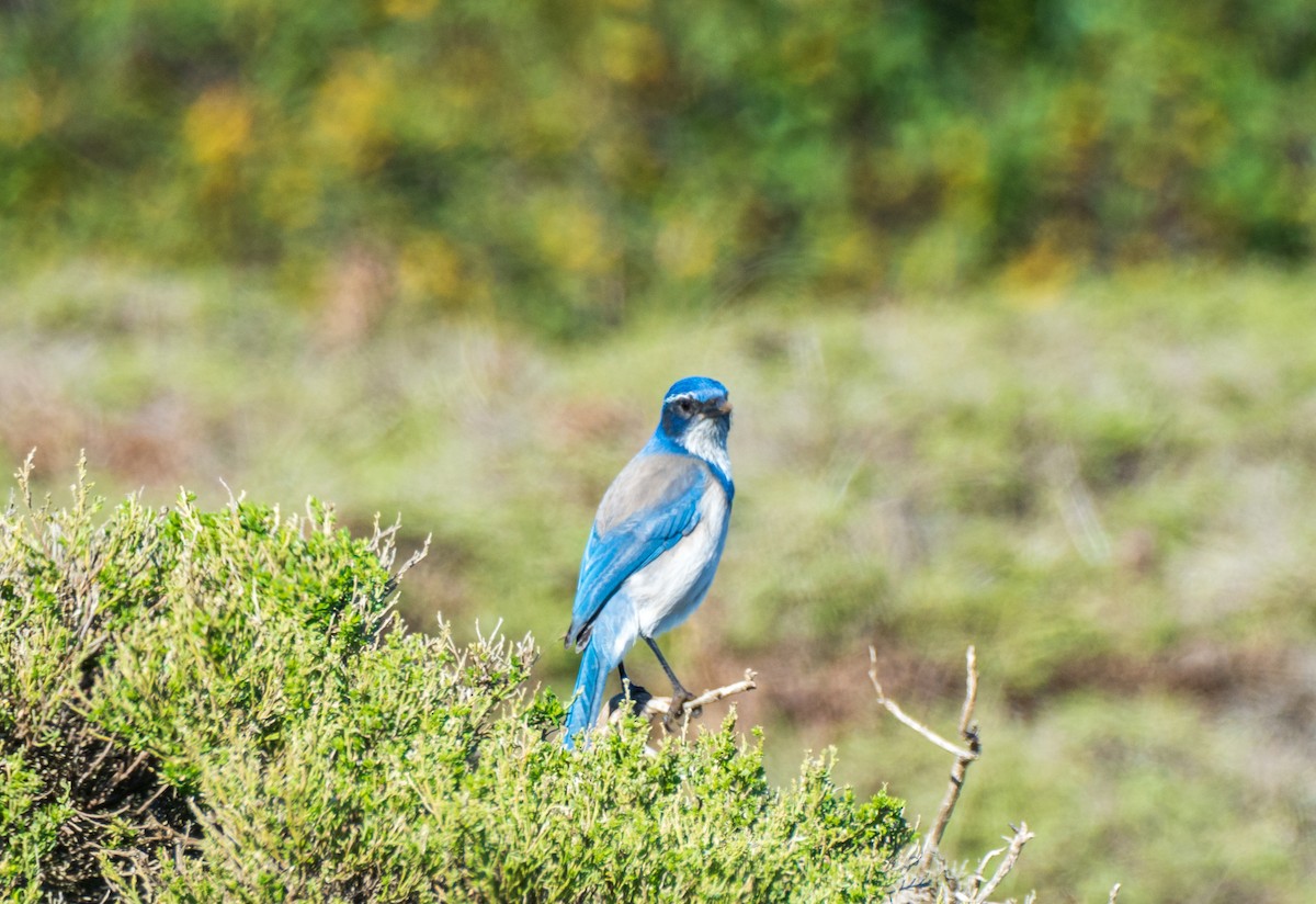 krattskrike - ML646387264