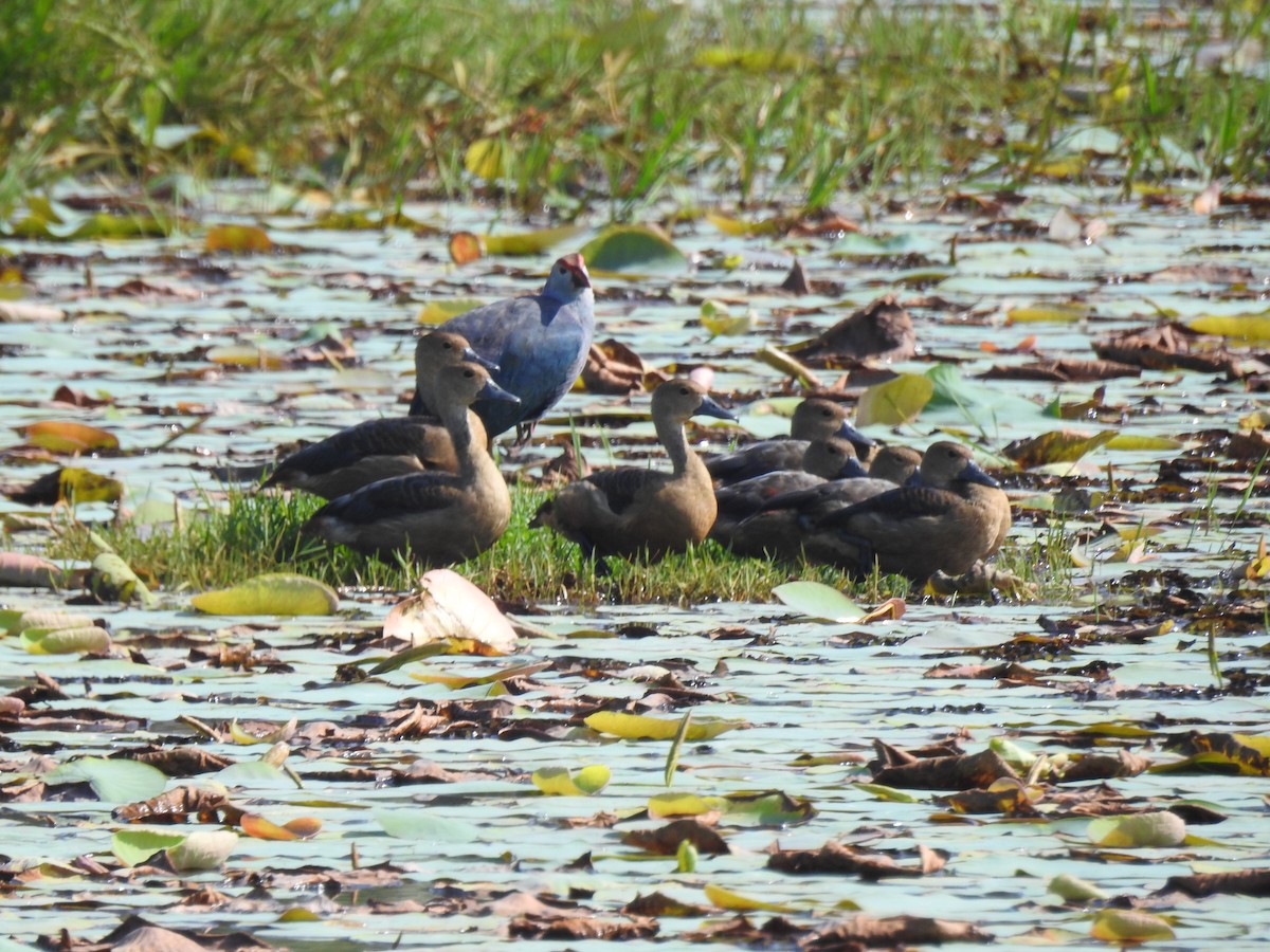 Gray-headed Swamphen - ML646387265