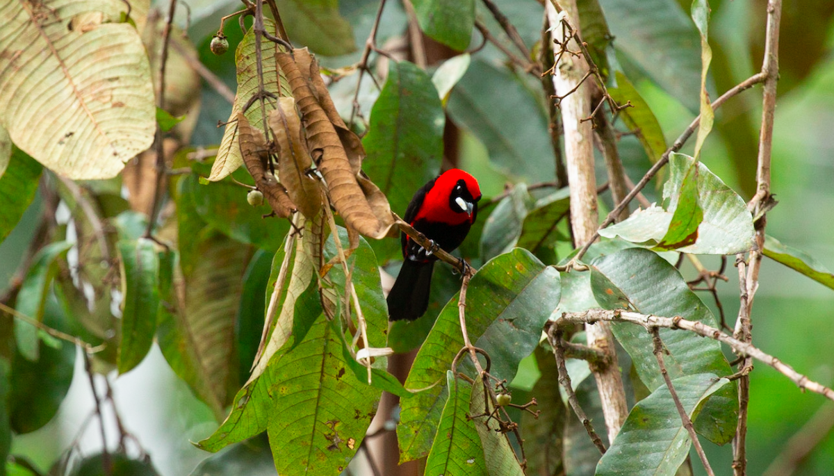 karminbrysttanagar - ML646387266