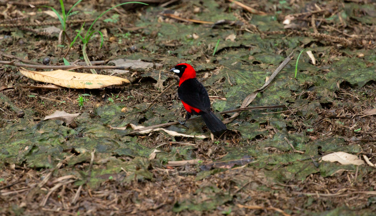 karminbrysttanagar - ML646387269