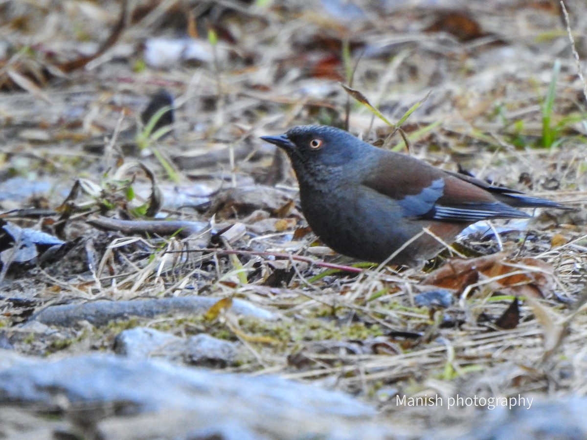 kaneljernspurv - ML646387270