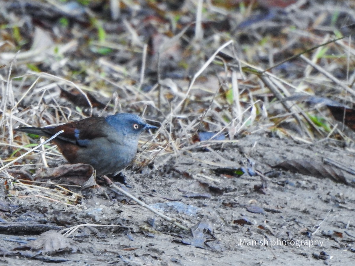 kaneljernspurv - ML646387271