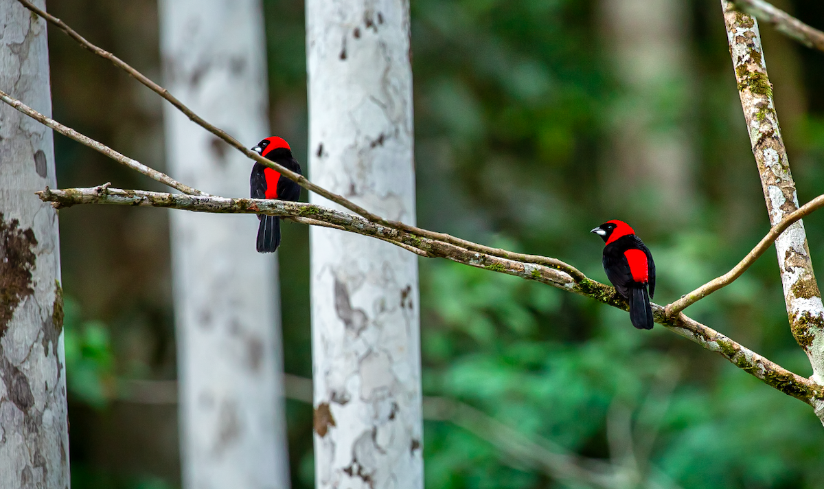 karminbrysttanagar - ML646387272