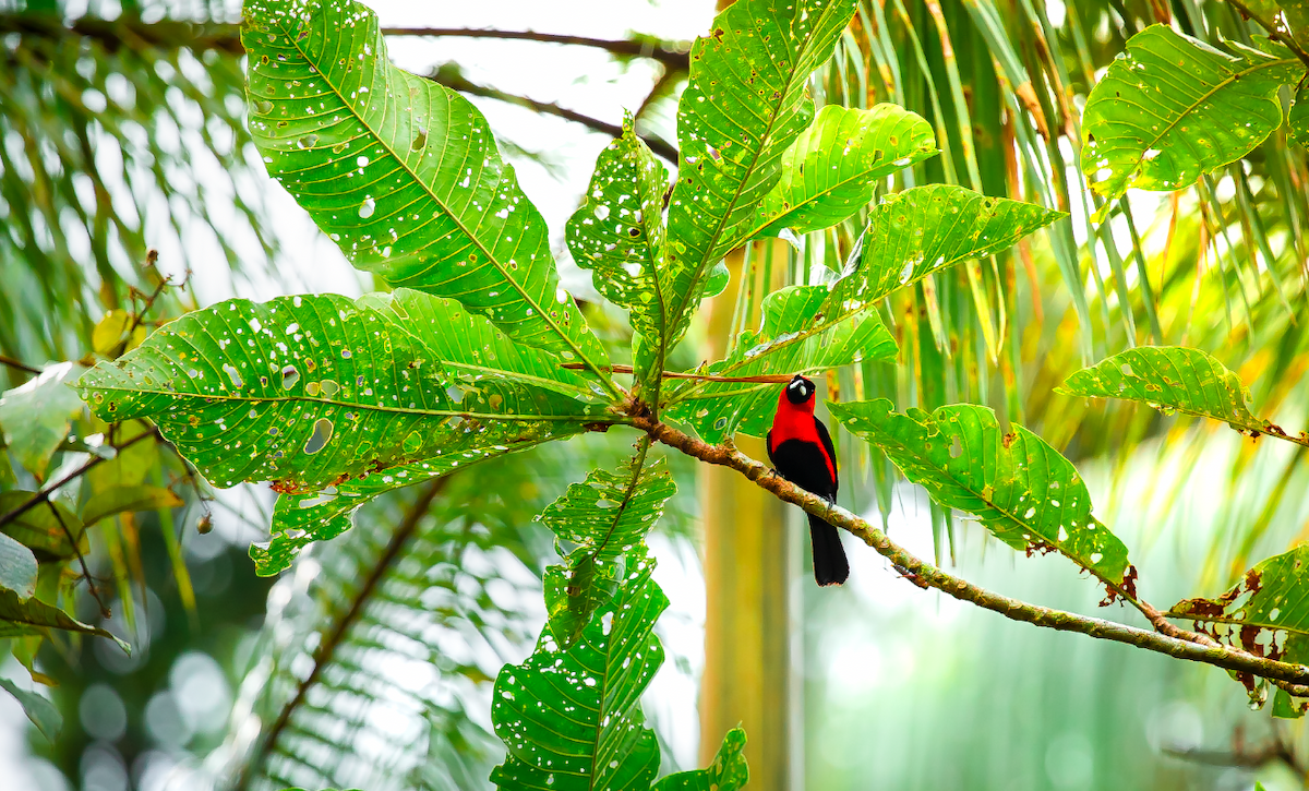 karminbrysttanagar - ML646387273