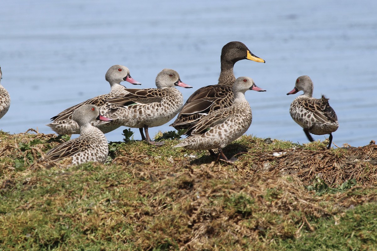 kappand - ML646387274