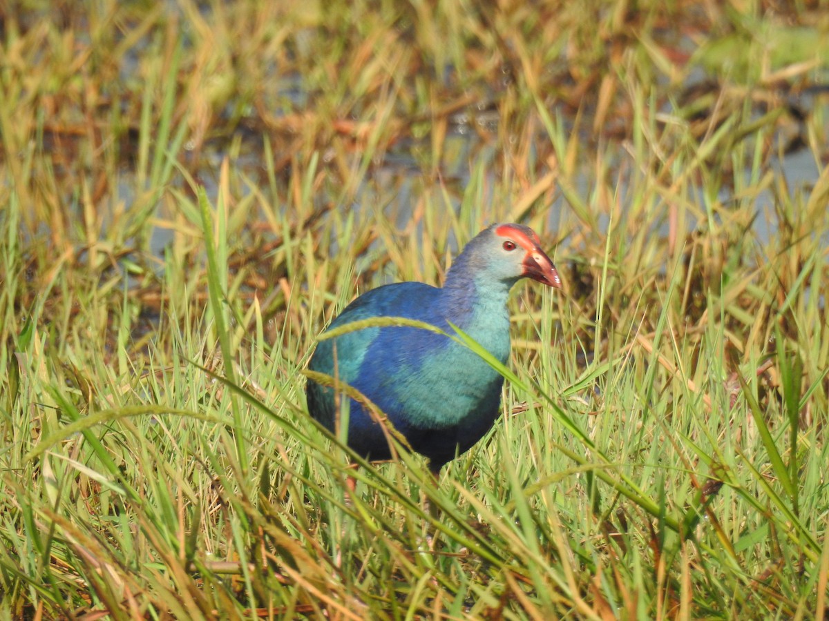 gråhodesultanhøne - ML646387275