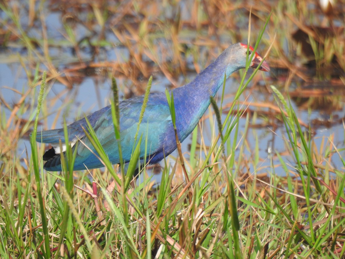 gråhodesultanhøne - ML646387276