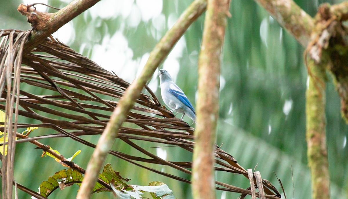 bispetanagar (episcopus gr.) - ML646387277