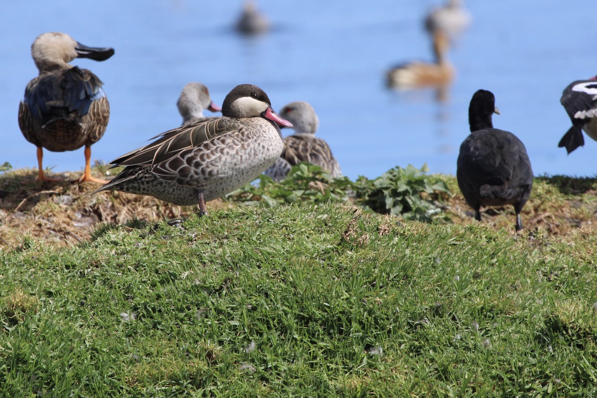 rødnebband - ML646387278