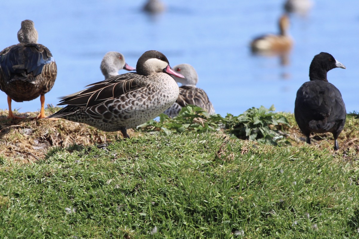 rødnebband - ML646387279