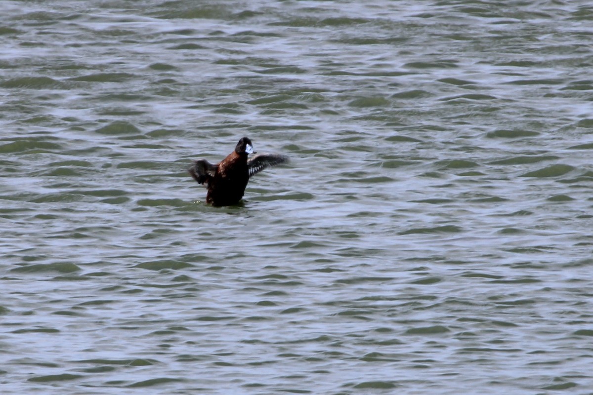 kaffeand - ML646387281