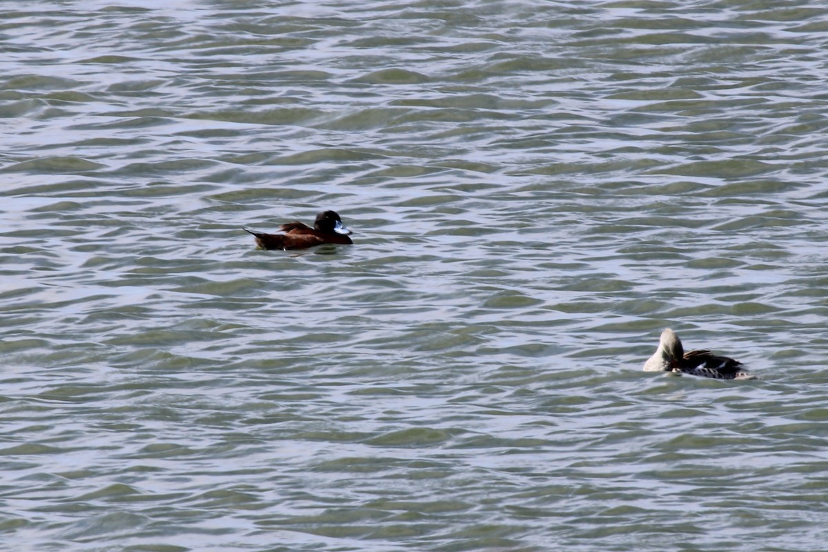 kaffeand - ML646387282