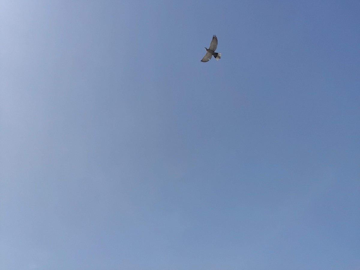 tyrkerdue - ML646387283