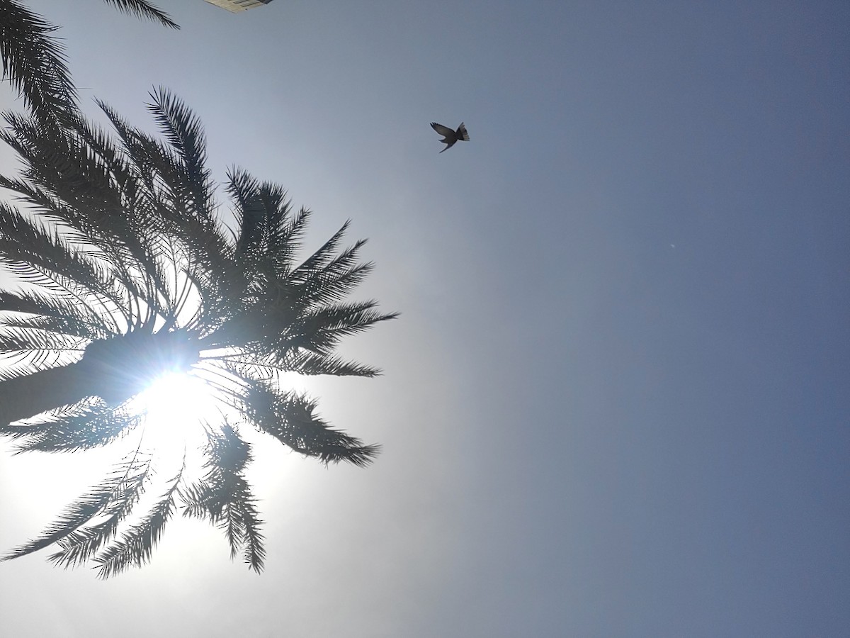 tyrkerdue - ML646387284