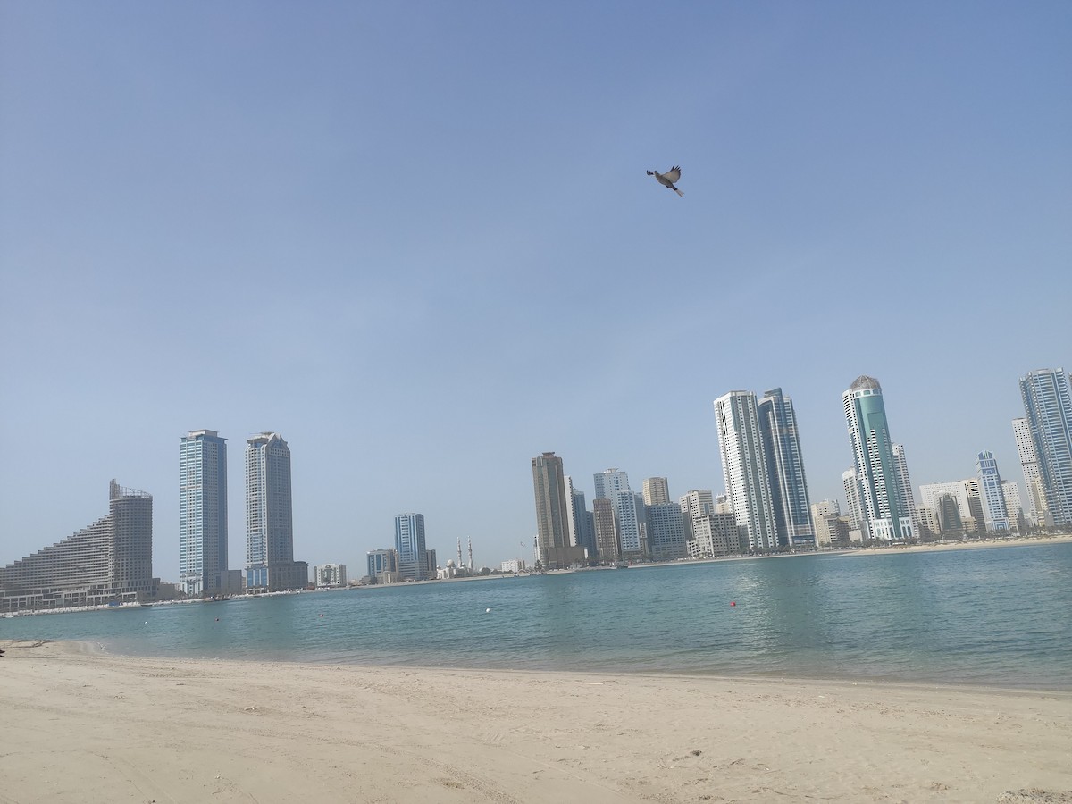 tyrkerdue - ML646387285