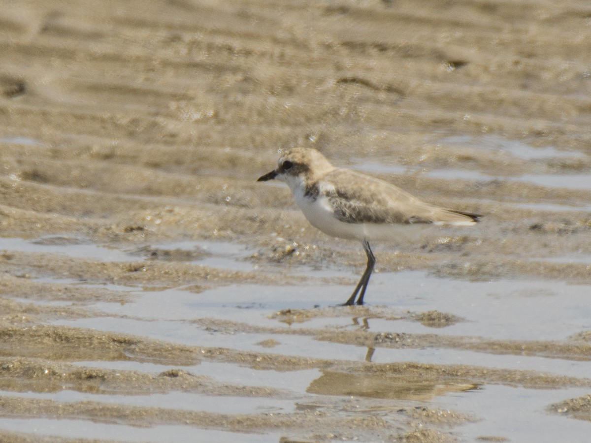 rødhettelo - ML646387286