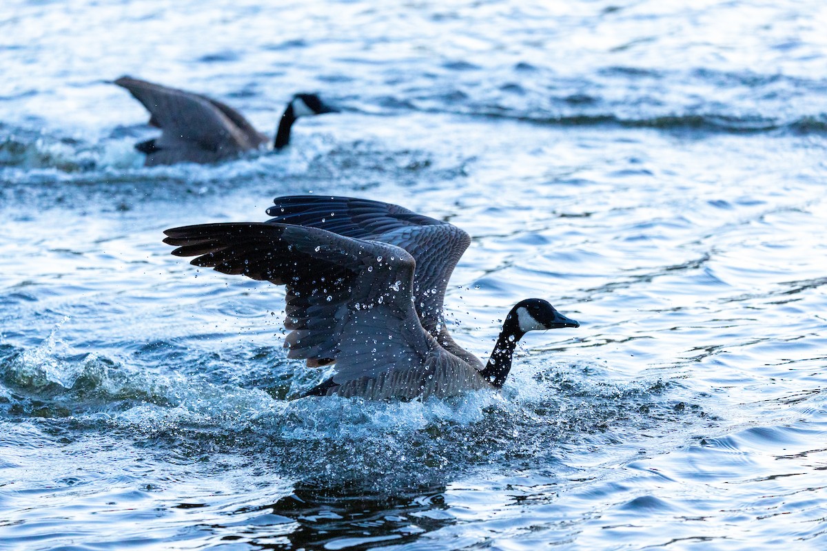 kanadagås - ML646387287