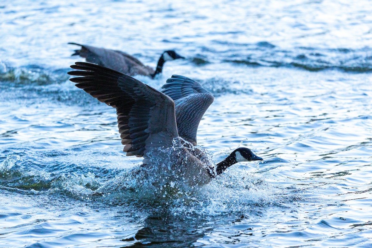 kanadagås - ML646387288