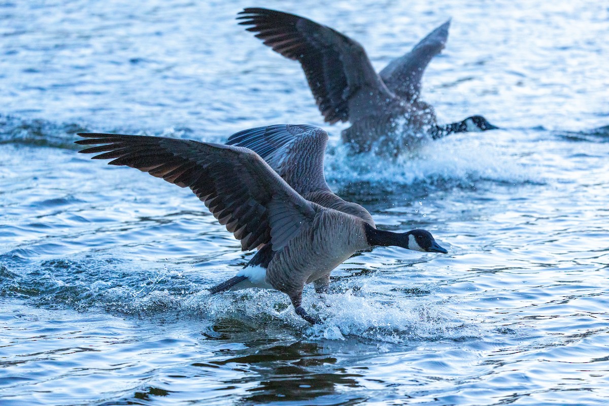 kanadagås - ML646387289