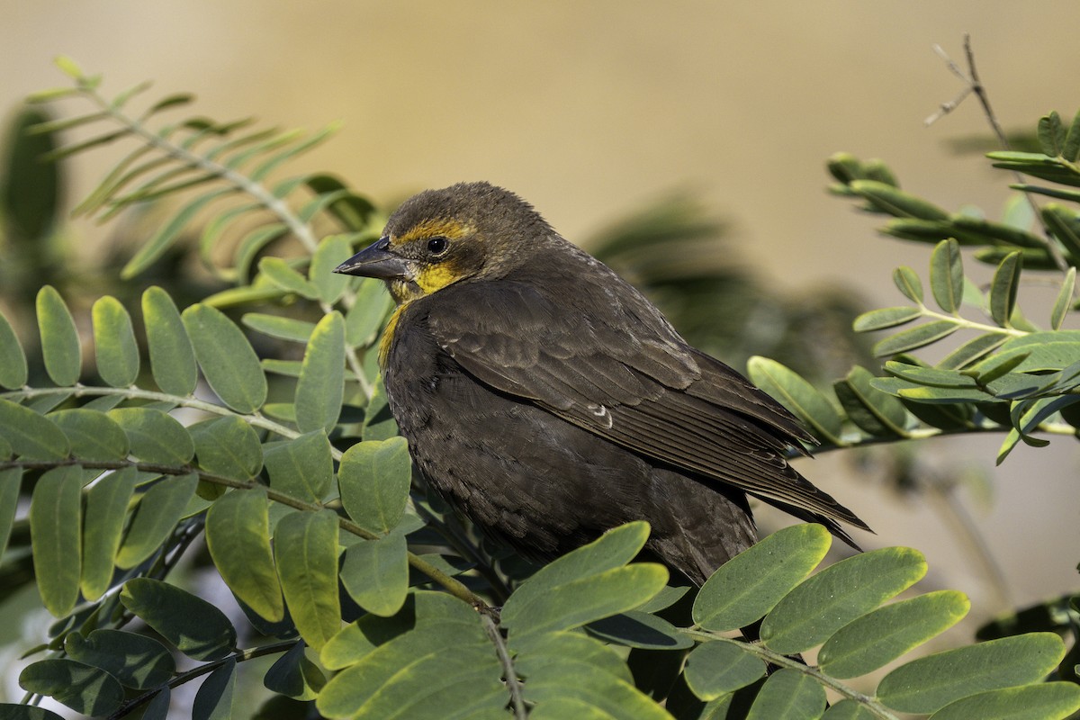 gulhodetrupial - ML646387290