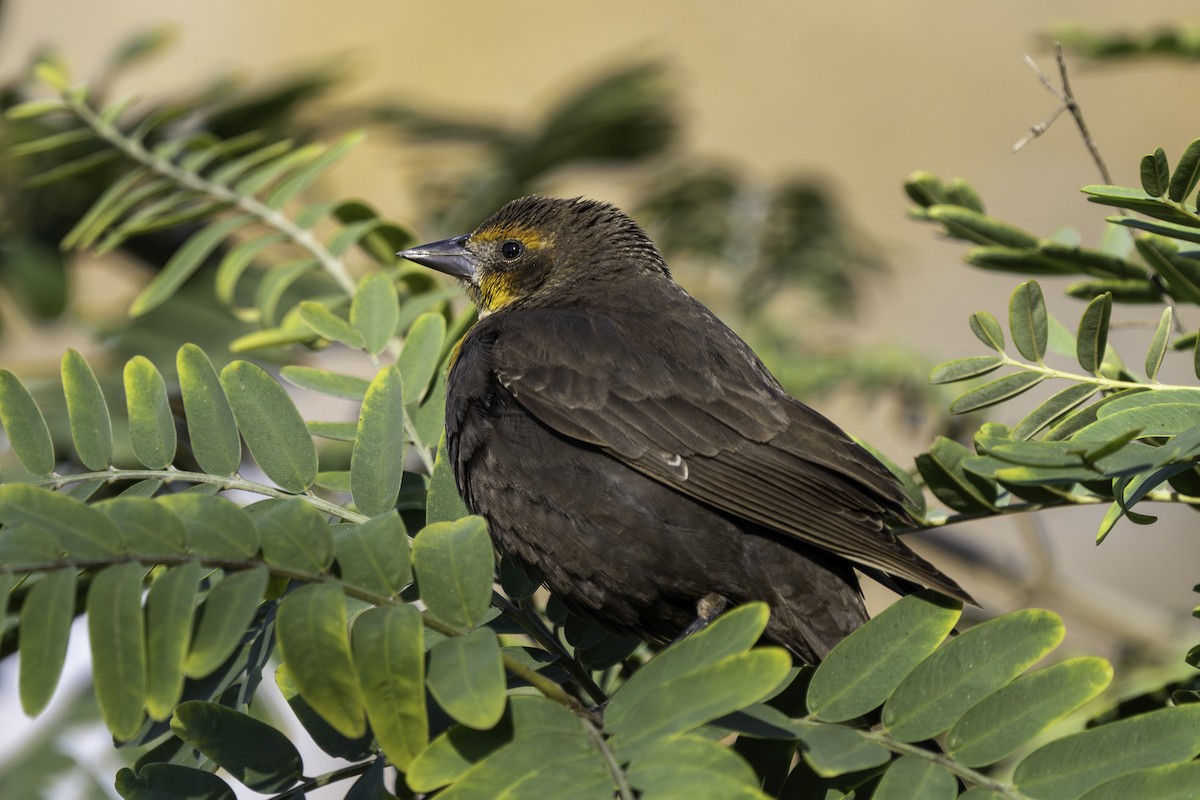 gulhodetrupial - ML646387291