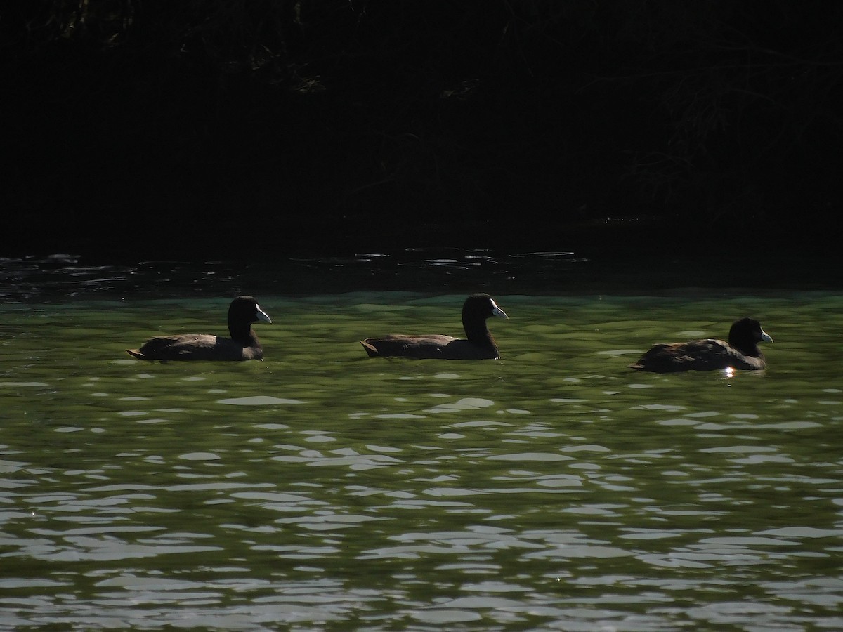 sothøne - ML646387293