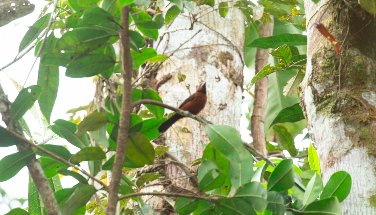 sølvnebbtanagar - ML646387294