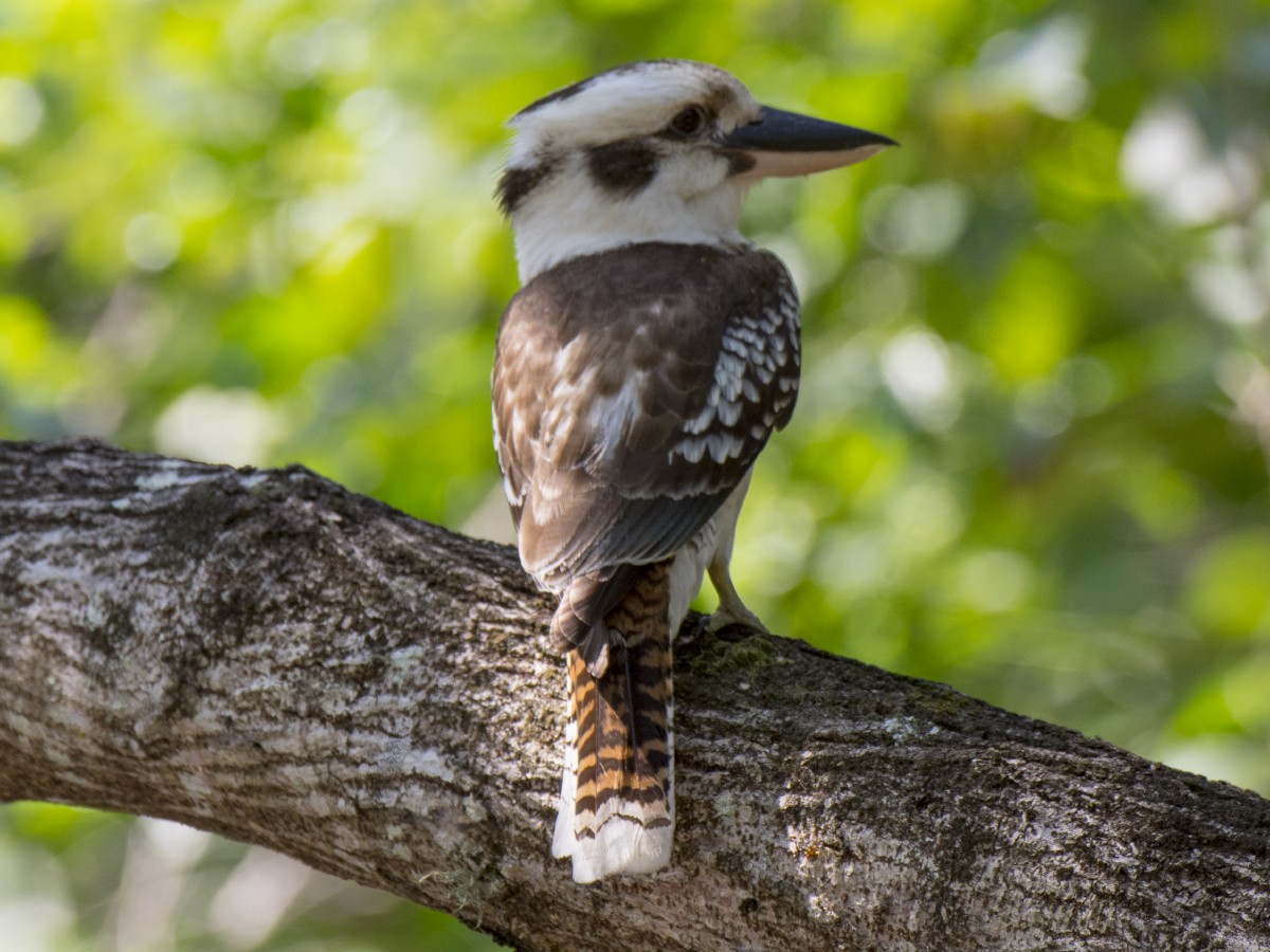 Laughing Kookaburra - ML646387296