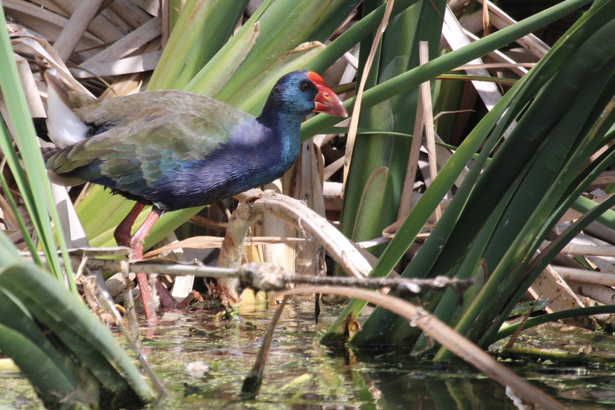 African Swamphen - ML646387297