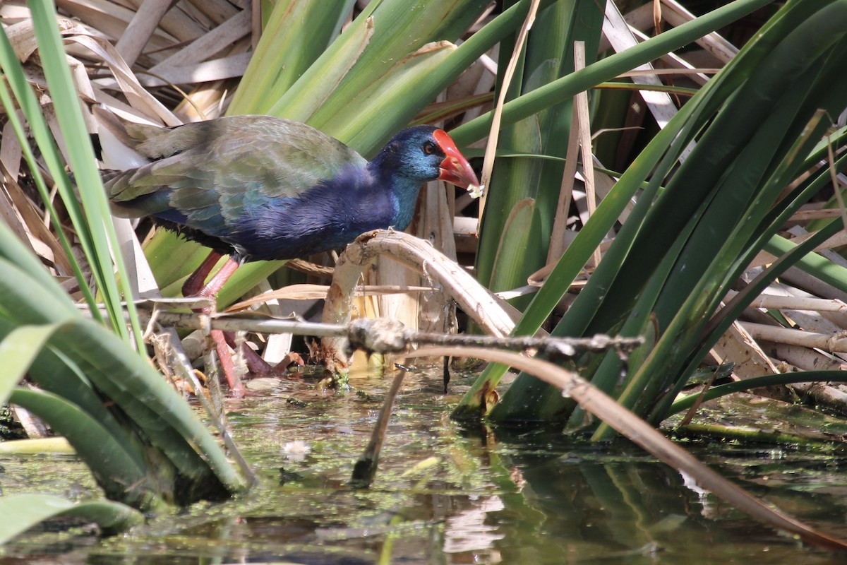 African Swamphen - ML646387298