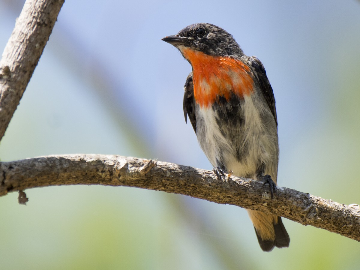 Mistletoebird - ML646387299