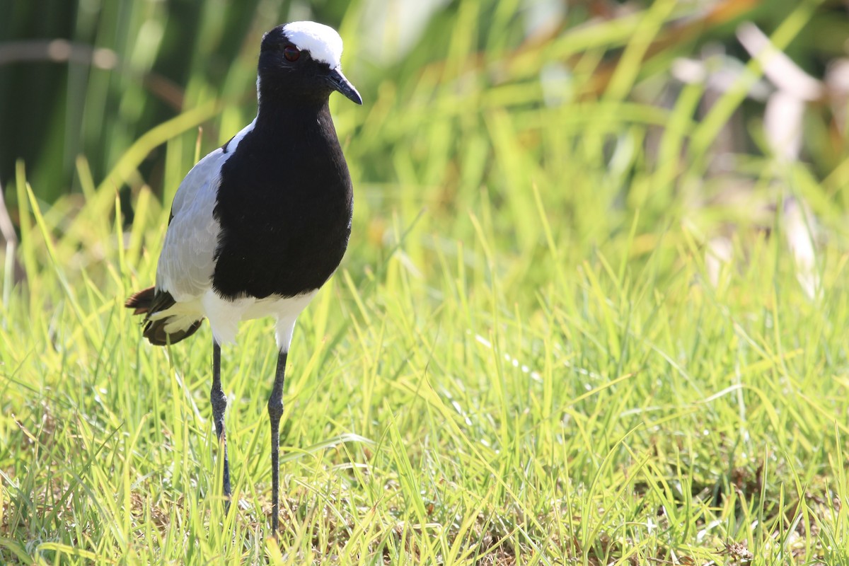 Blacksmith Lapwing - ML646387300