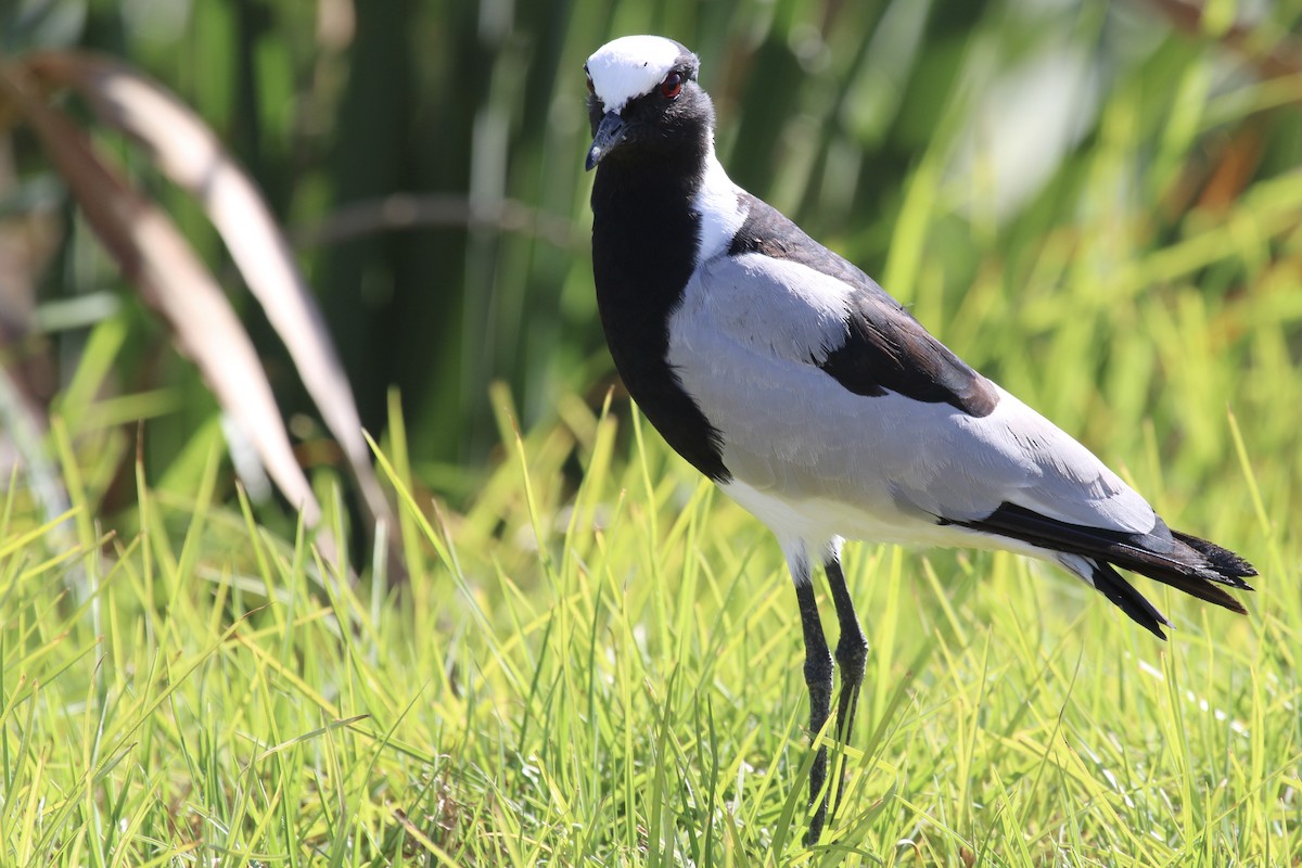 Blacksmith Lapwing - ML646387301