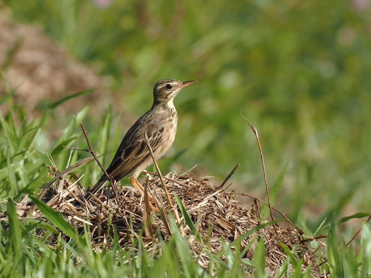 Paddyfield Pipit - ML646387302