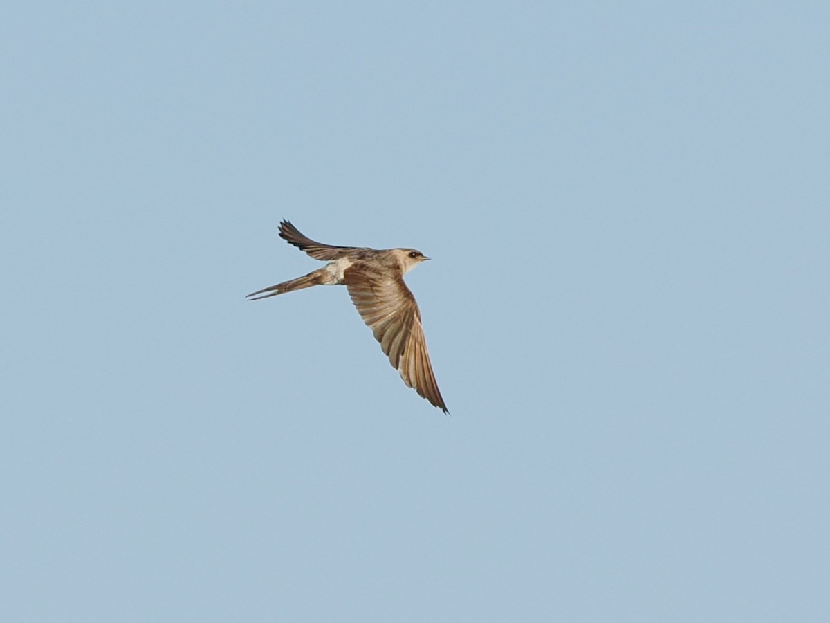 Eastern Red-rumped Swallow - ML646387305