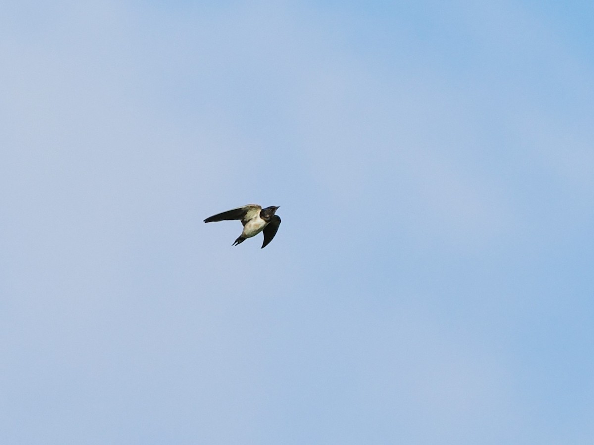 Barn Swallow - ML646387306