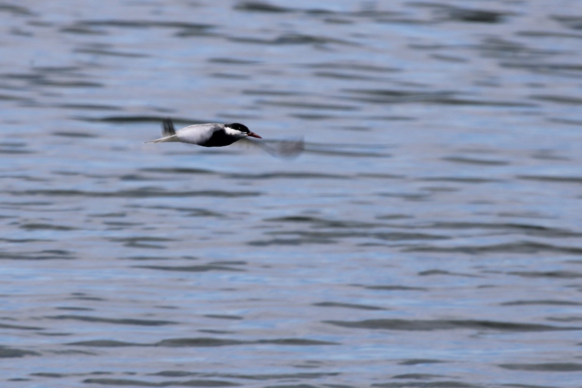 Whiskered Tern - ML646387308