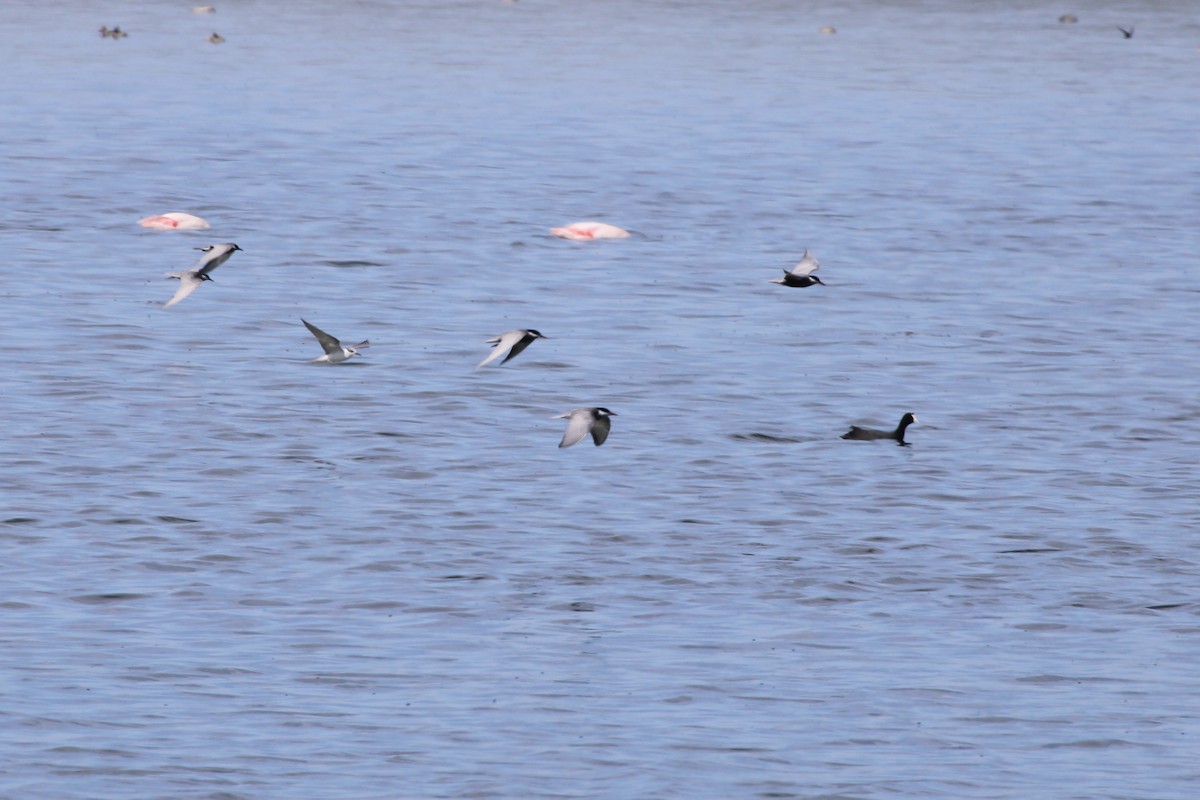 Whiskered Tern - ML646387309