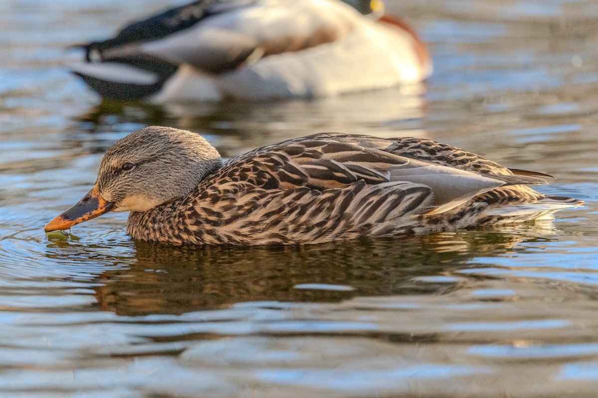 Mallard (Domestic type) - ML646387311