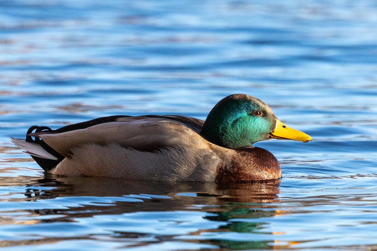 Mallard (Domestic type) - ML646387318