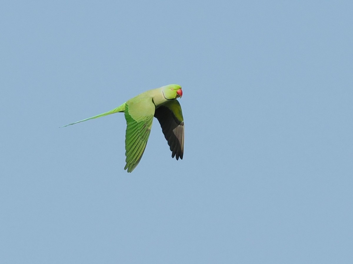 Rose-ringed Parakeet - ML646387319