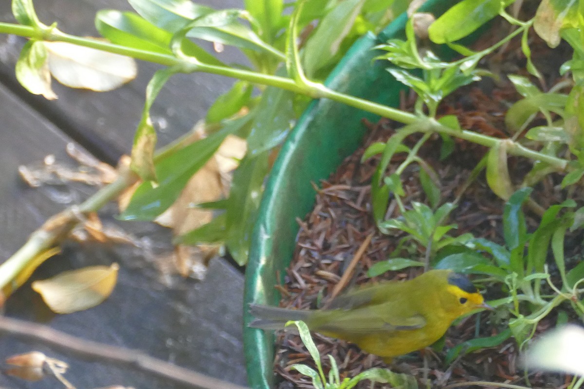 Wilson's Warbler - ML646387320