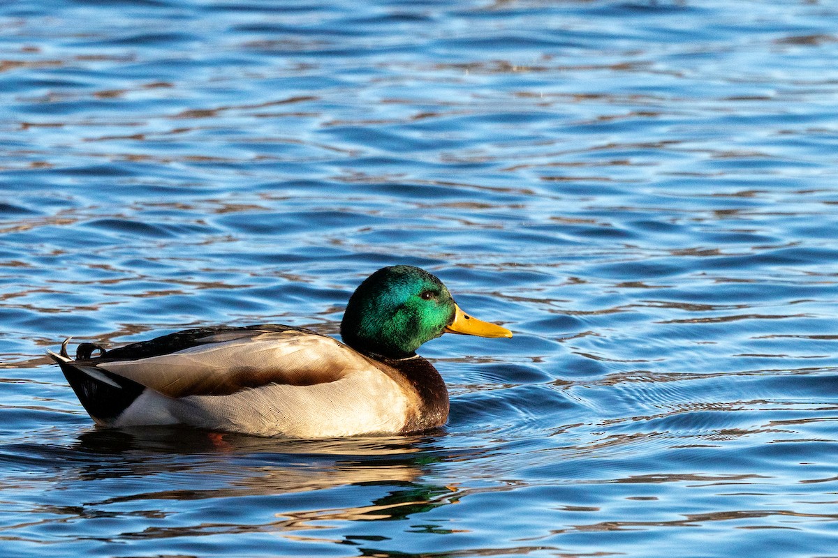 Mallard (Domestic type) - ML646387322