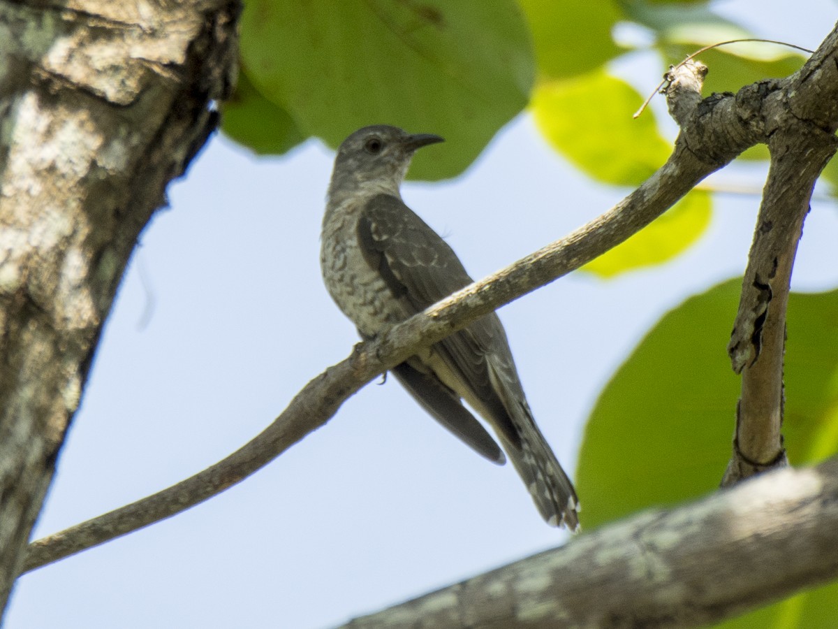 Sahul Brush Cuckoo - ML646387323