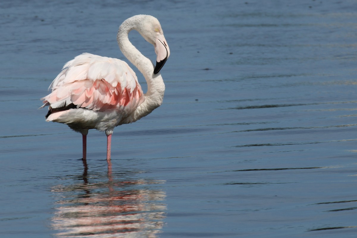 Greater Flamingo - ML646387326